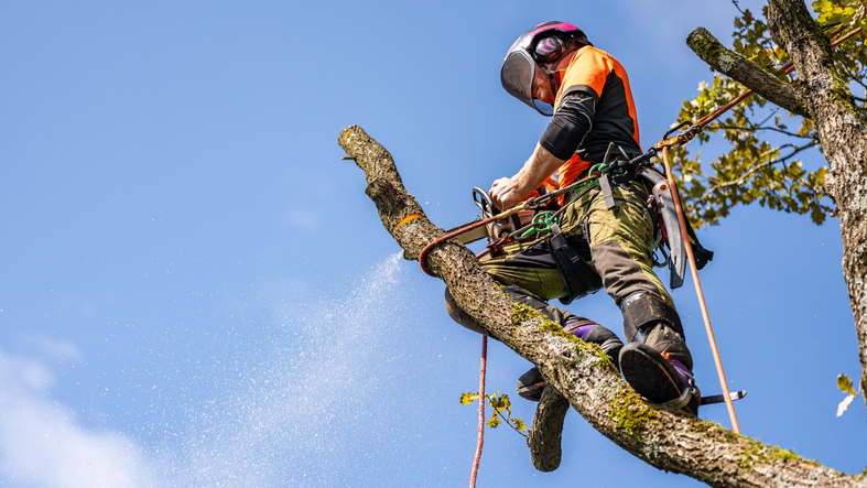 Arborist i Skellefteå